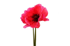 Papavero rosso fiore finto: fiori artificiali di alta qualità  - 686570