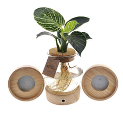 Philodendron White Wave idrocoltura su base LED : Piante verdi da appartamento in acqua - Philodendron-WhiteWave-idrocoltura-base-LED