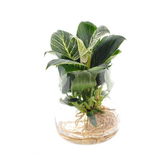 Philodendron White Wave idrocoltura : Piante verdi da appartamento in acqua - Philodendron-WhiteWave-idrocoltura