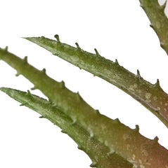 Set 2Pz. Assortiti Pianta di Aloe Artificiale Real Touch H24 - Piante Grasse Artificiali di Qualit&agrave; - 232970,75