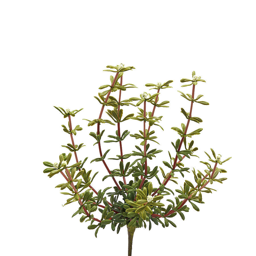 Pianta Artificiale di Portulacca H27 Cm - Piante artificiali di Qualit&agrave; - 2300204A100