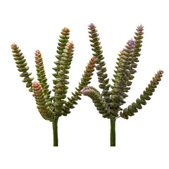 Pianta Crassula Pagoda Green Pink H28 - 232975