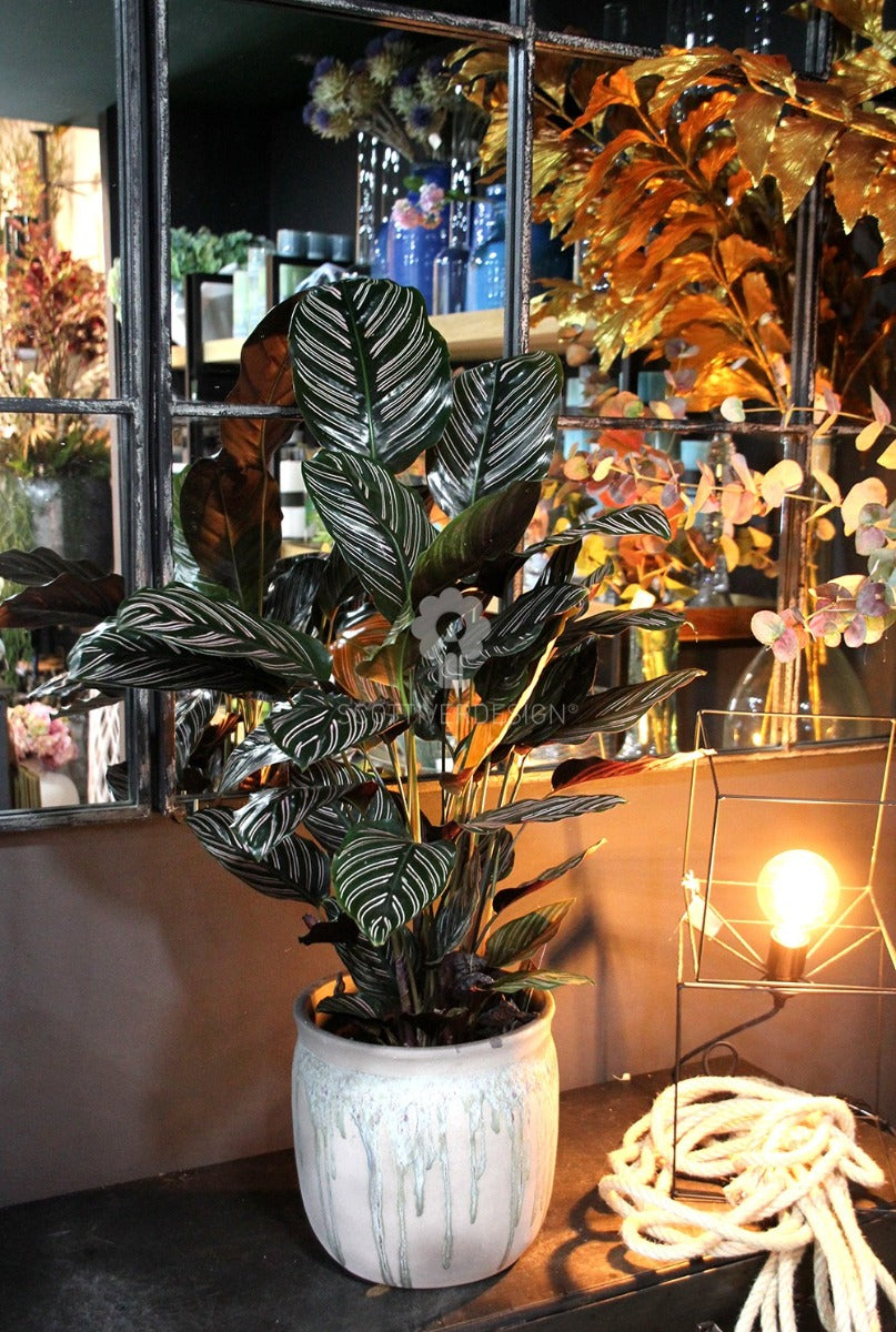 Calathea Sanderiana : Piante verdi da appartamento  - calathea-sanderiana-vaso-19