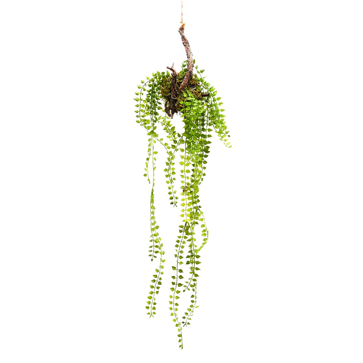 Dischidia cadente da appendere H56 - 232388