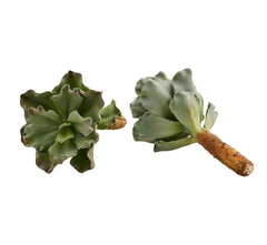 Pianta Succulenta artificiale H22 - 231608,95