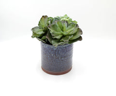 Pianta Succulenta artificiale H20 - 231606,95