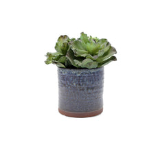 Pianta Succulenta artificiale H20 - 231606,95