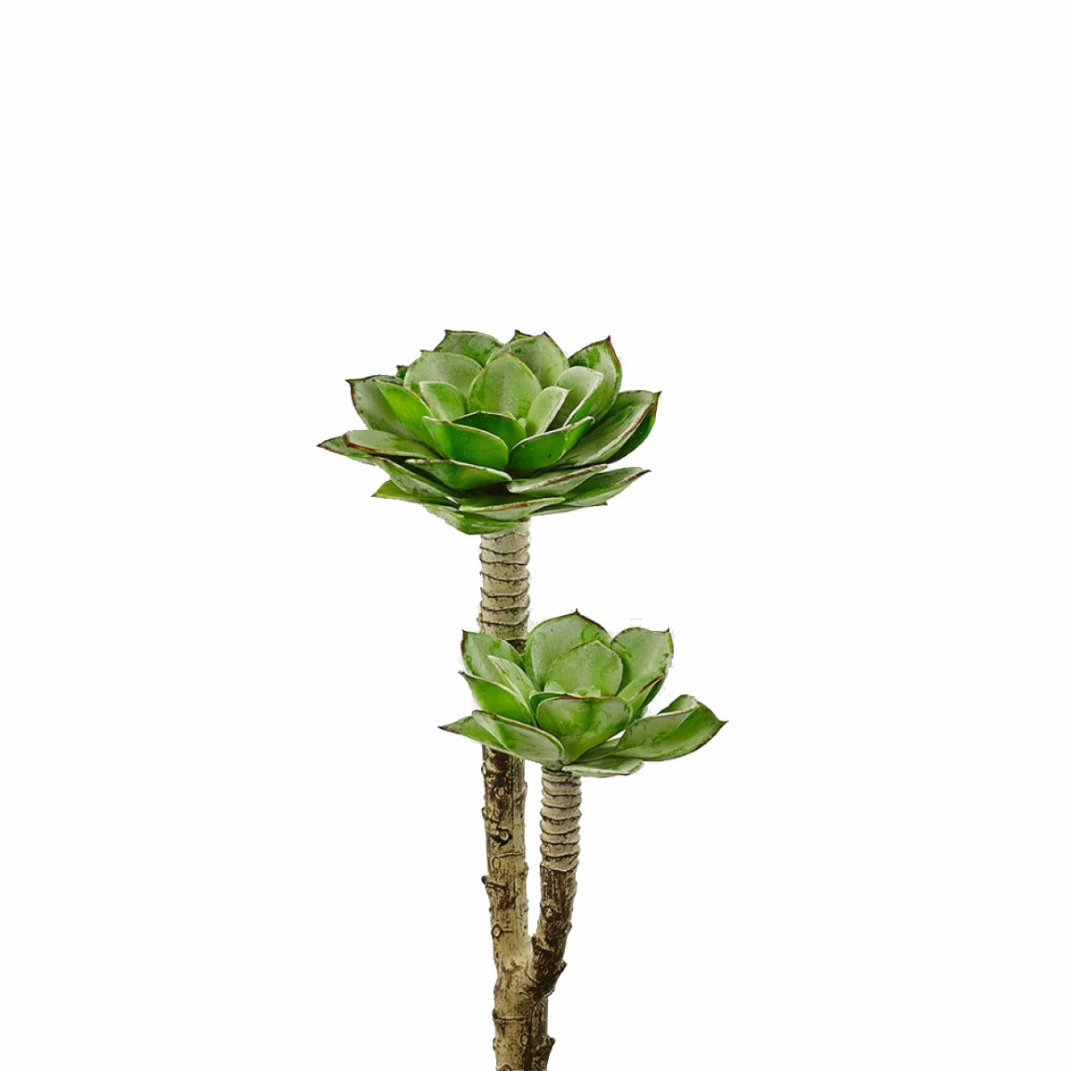 Echeveria: piante artificiali di qualità  - 231062,71