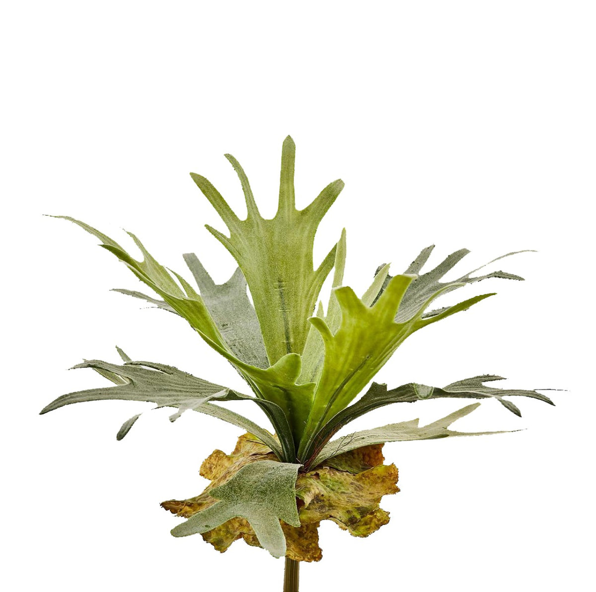 Platycerium artificiale H35 : Piante artificiali di alta qualit&agrave; - 234076