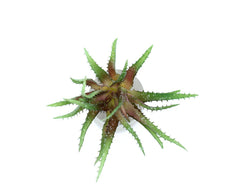 Cespuglio di Aloe Scura: piante artificiali di qualità  - 231658,74
