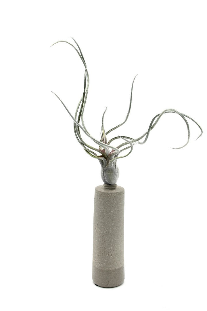 Pianta Tillandsia finta: piante artificiali di qualità  - 231549,70
