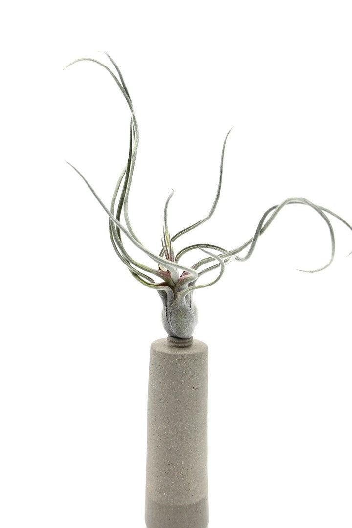 Pianta Tillandsia finta: piante artificiali di qualità  - 231549,70
