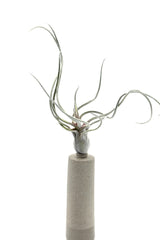 Pianta Tillandsia finta: piante artificiali di qualità  - 231549,70