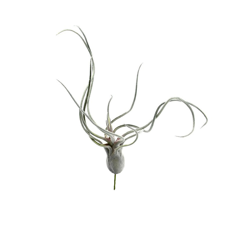 Pianta Tillandsia finta: piante artificiali di qualità  - 231549,70