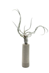 Pianta Tillandsia finta: piante artificiali di qualità  - 231549,70