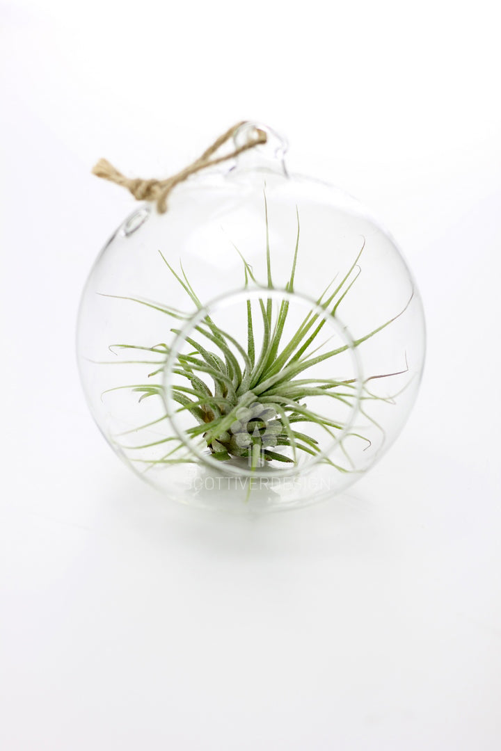 Bomboniere green: Pianta di Tillandsia in sfera di vetro - GRASS & GLASS BUBBLE