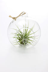 Bomboniere green: Pianta di Tillandsia in sfera di vetro - GRASS & GLASS BUBBLE