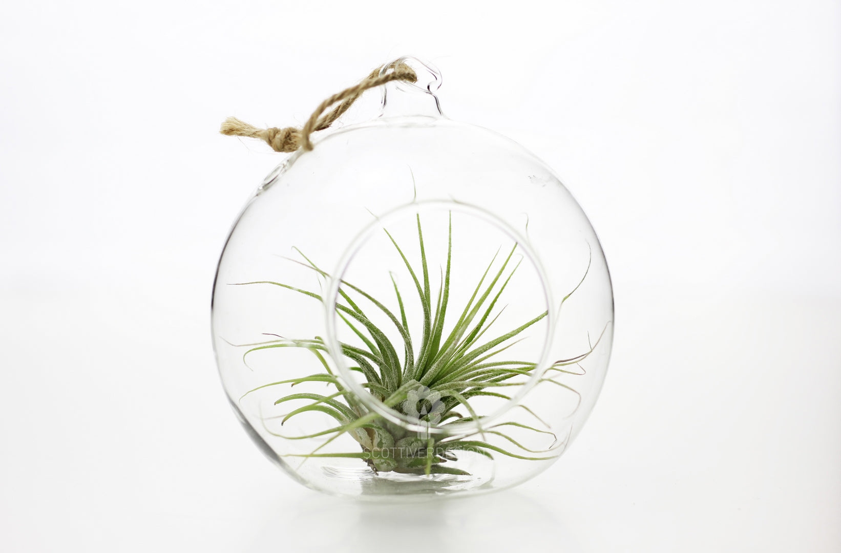 Bomboniere green: Pianta di Tillandsia in sfera di vetro - GRASS & GLASS BUBBLE