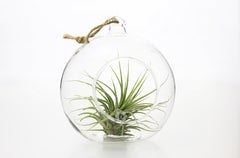 Bomboniere green: Pianta di Tillandsia in sfera di vetro - GRASS & GLASS BUBBLE