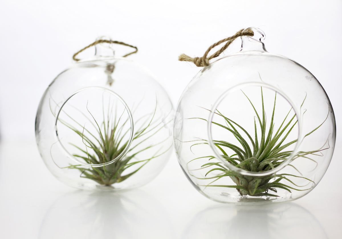 Bomboniere green: Pianta di Tillandsia in sfera di vetro - GRASS & GLASS BUBBLE