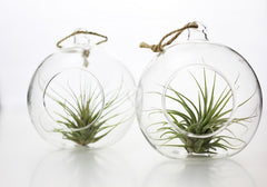 Bomboniere green: Pianta di Tillandsia in sfera di vetro - GRASS & GLASS BUBBLE