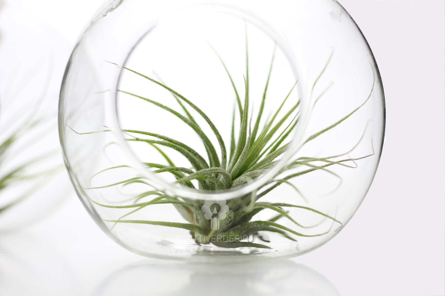 Bomboniere green: Pianta di Tillandsia in sfera di vetro - GRASS & GLASS BUBBLE