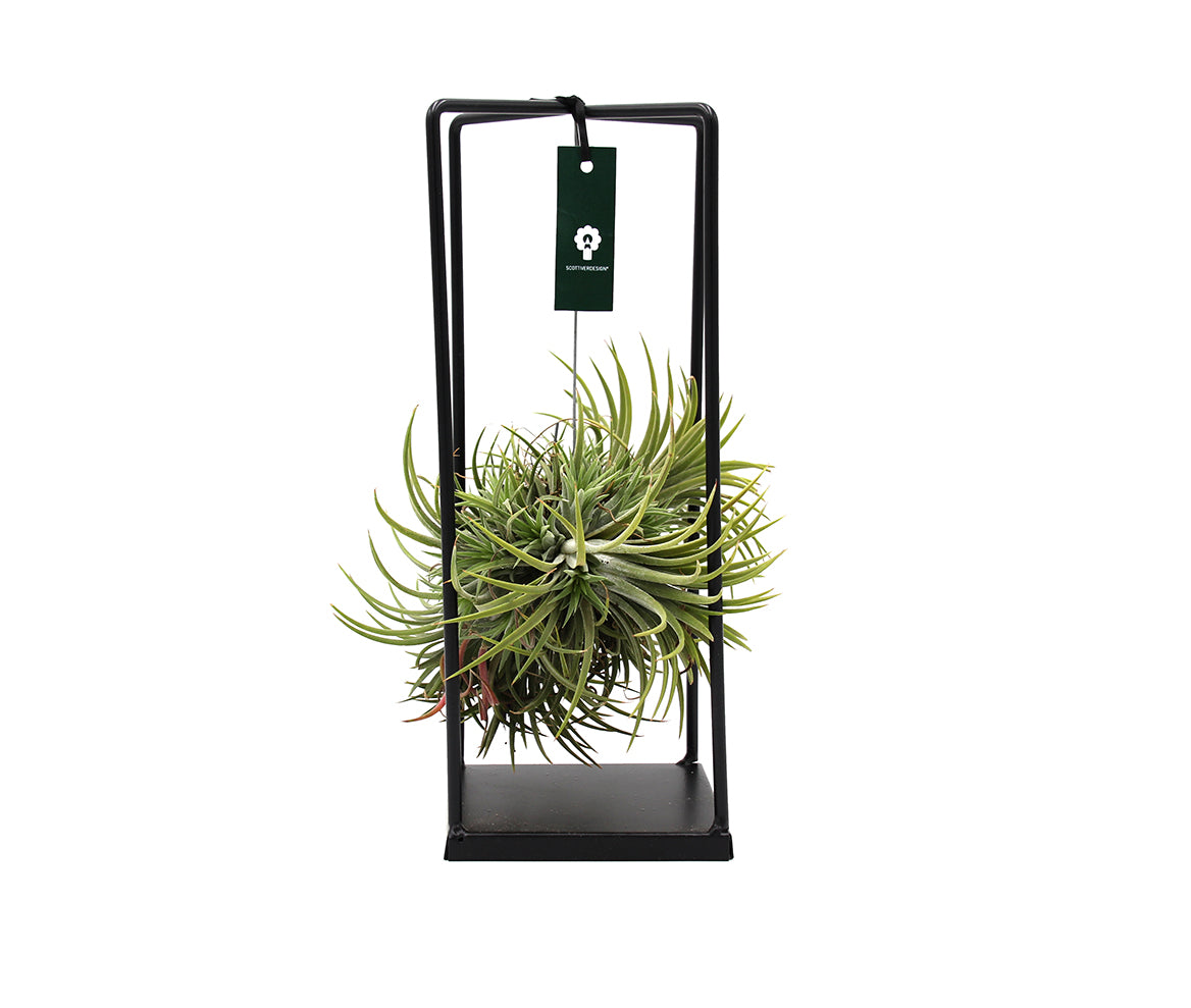 Tillandsia su Stand in ferro rettangolare - Tillandsia-stand-ferro-rettangolare