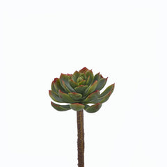 Echeveria Alata artificiale H15 D8 - 232228