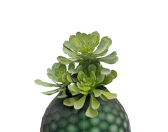 Pianta succulenta finta: piante grasse artificiali di qualit&agrave; - 232002