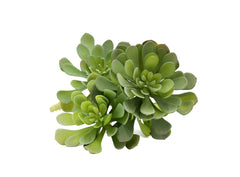 Pianta succulenta finta: piante grasse artificiali di qualit&agrave; - 232002
