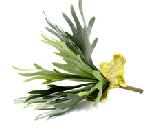 Platycerium artificiale H35 : Piante artificiali di alta qualit&agrave; - 234076