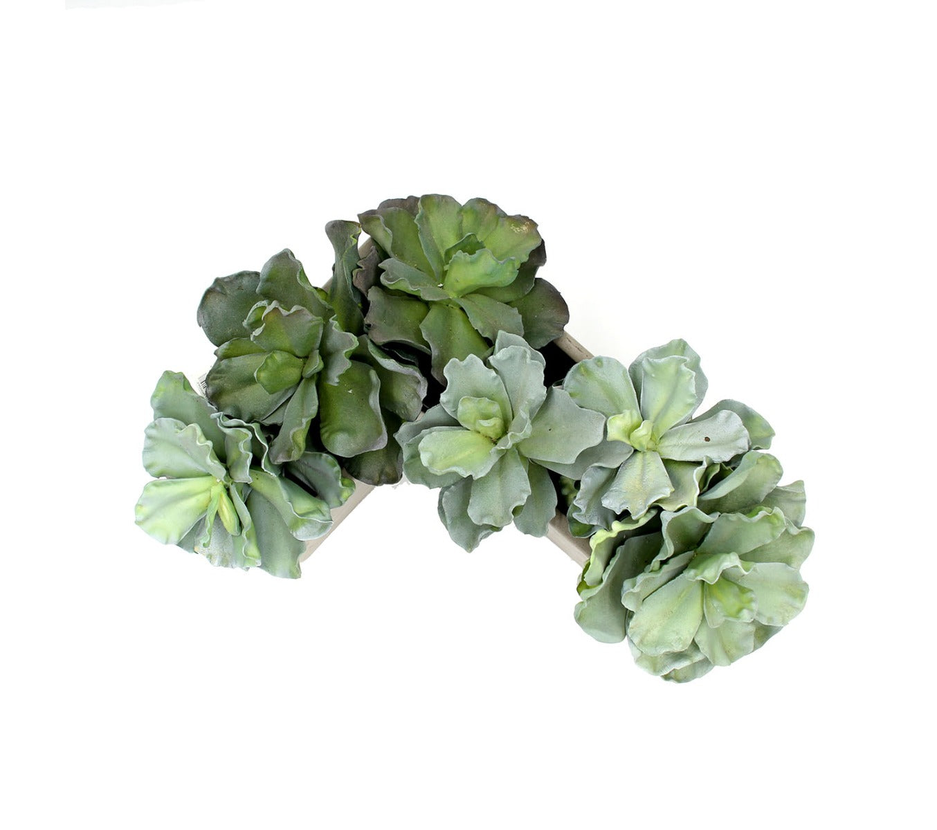 Pianta Succulenta artificiale H20 - 231606,95