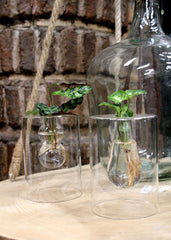 Calathea idroponica in vaso design vetro - calathea_idro_design_vetro