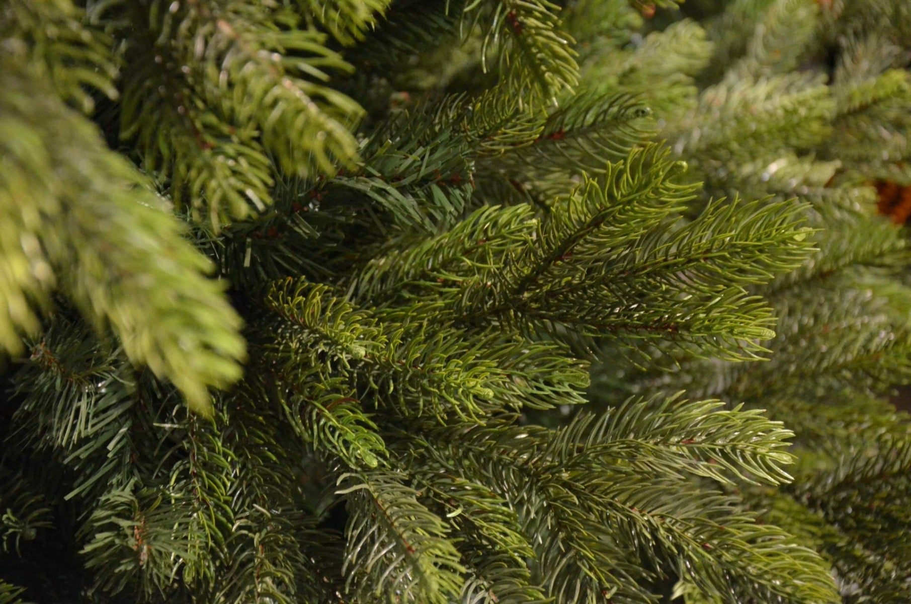 Pino Imperial | Albero di Natale artificiale Real Touch  - CONFIG0234