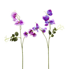 Ramo Pisello Odoroso 2Pz. Viola Assortito H65 - 215770,68