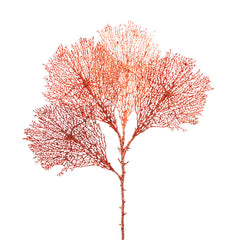 Gorgonia Rosa H66 | Ramo Artificiale di Corallo - 232187,32