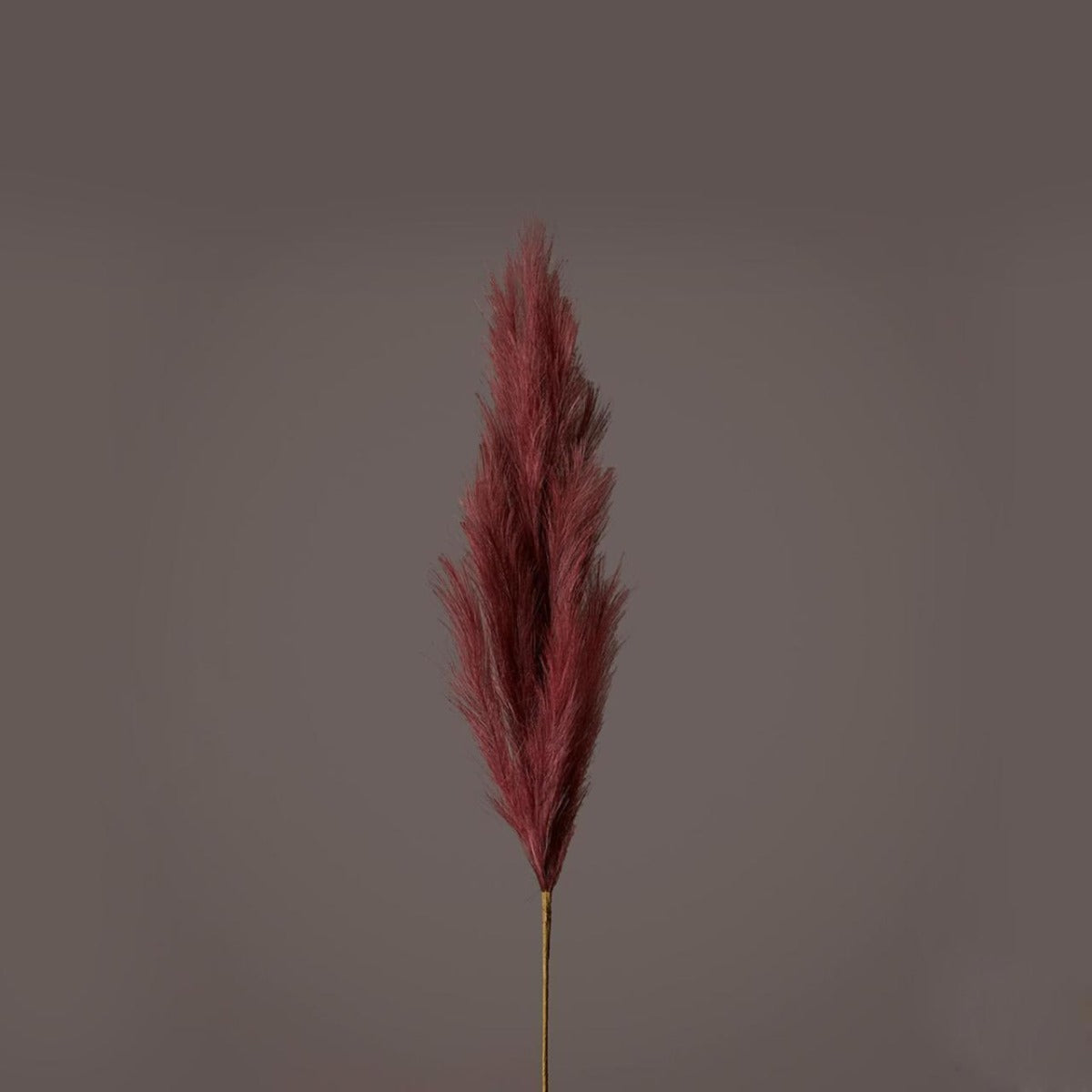 Ramo Pampas Rosso Porpora H100 - 683441