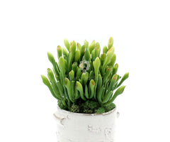 Pianta Artificiale di Sarracenia - Piante artificiali di qualit&agrave; - 234109
