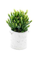 Pianta Artificiale di Sarracenia - Piante artificiali di qualit&agrave; - 234109