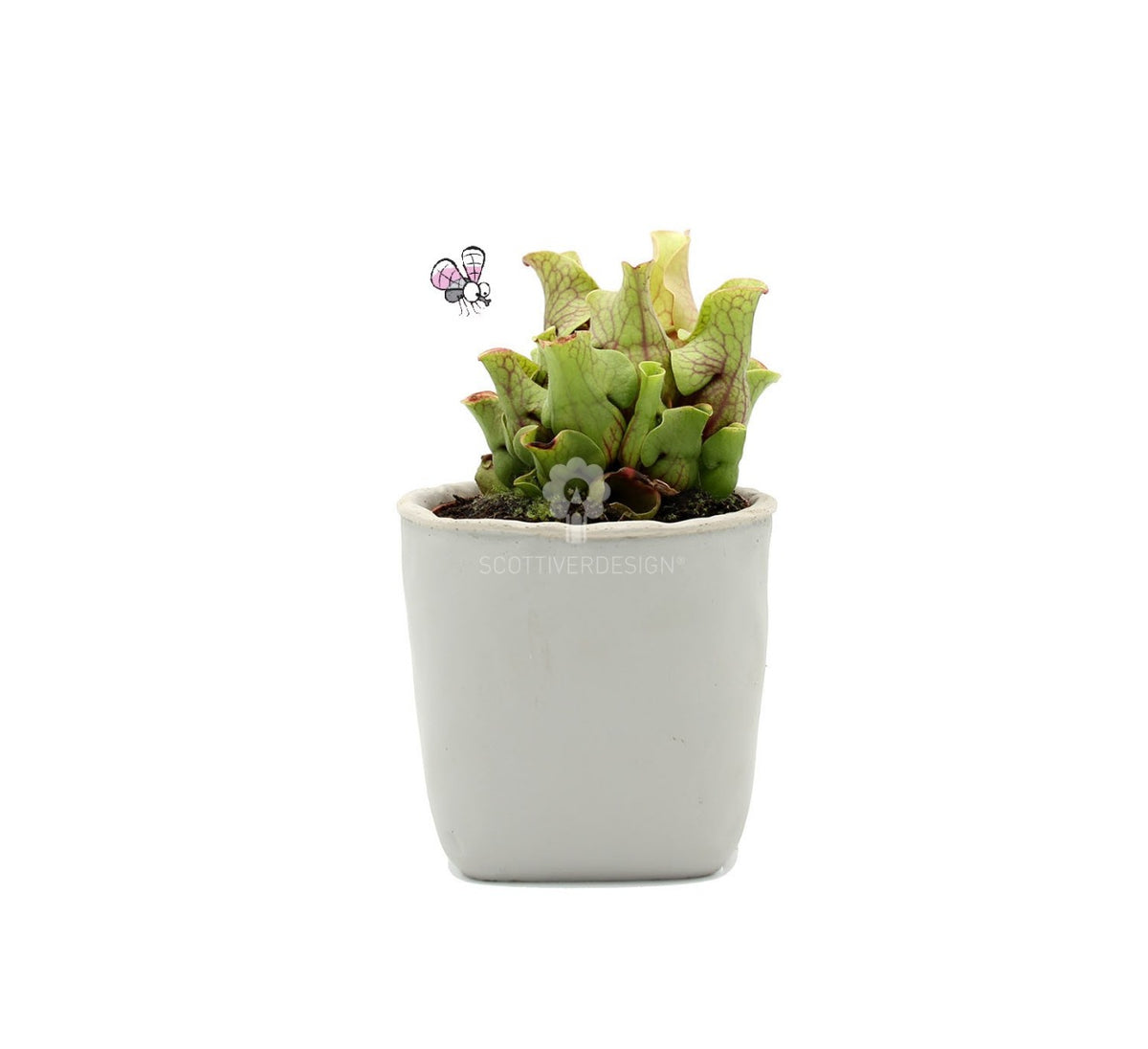 Sarracenia Pupurea Venosa : Piante carnivore - Saaracenia-Purpurea-Venosa