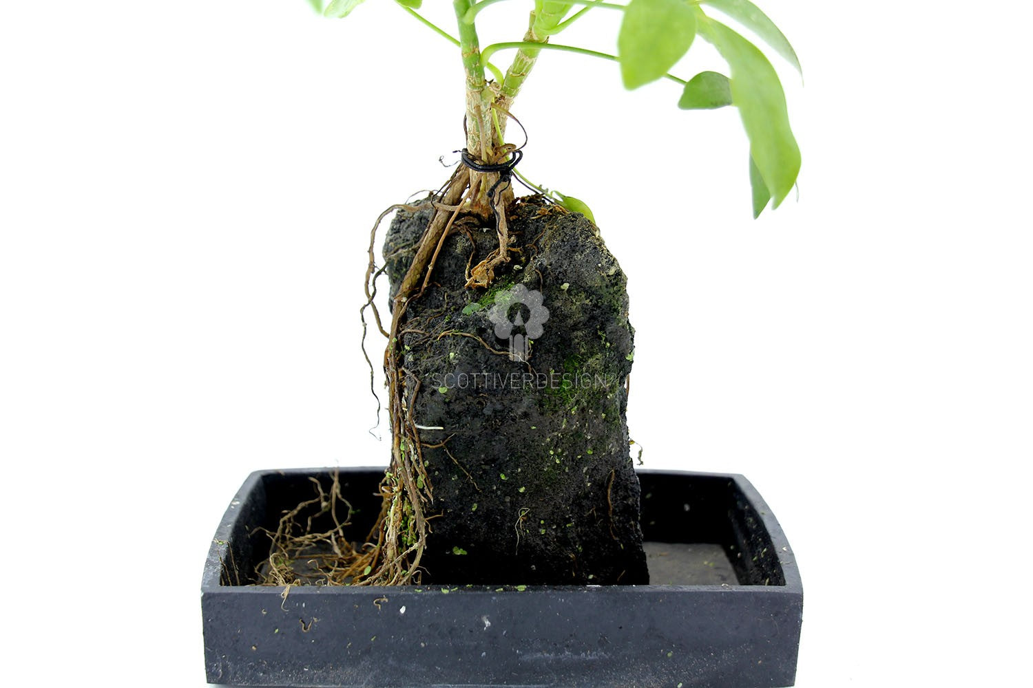 Schefflera su roccia vulcanica  - Lova-Schefflera