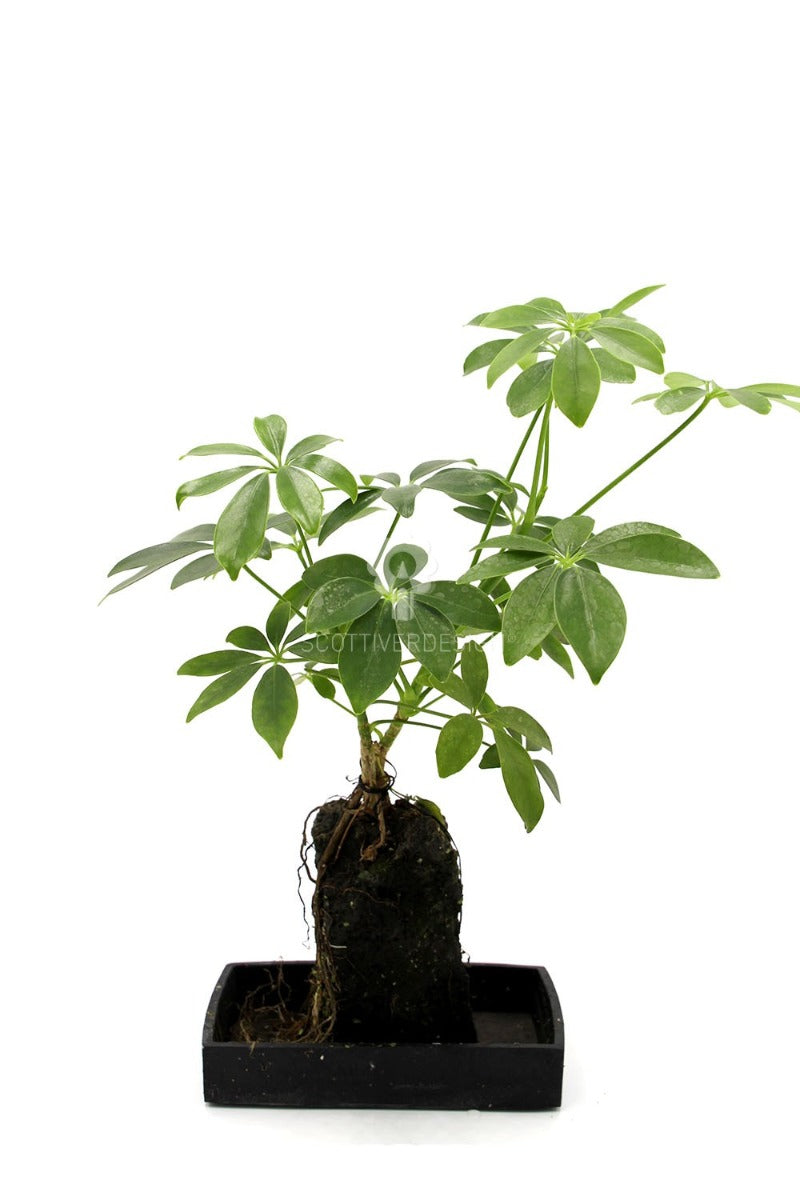 Schefflera su roccia vulcanica  - Lova-Schefflera