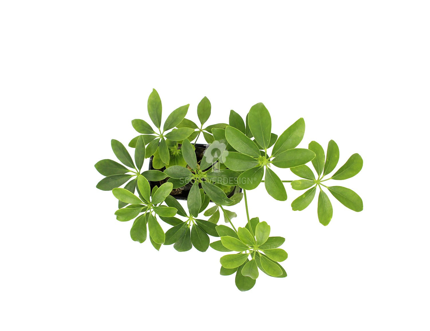 Schefflera su roccia vulcanica  - Lova-Schefflera
