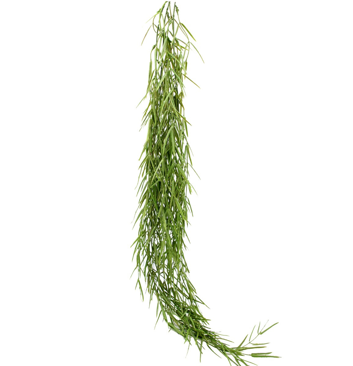 Senecio Radicans Cadente: piante grasse artificiali di qualità  - 231945
