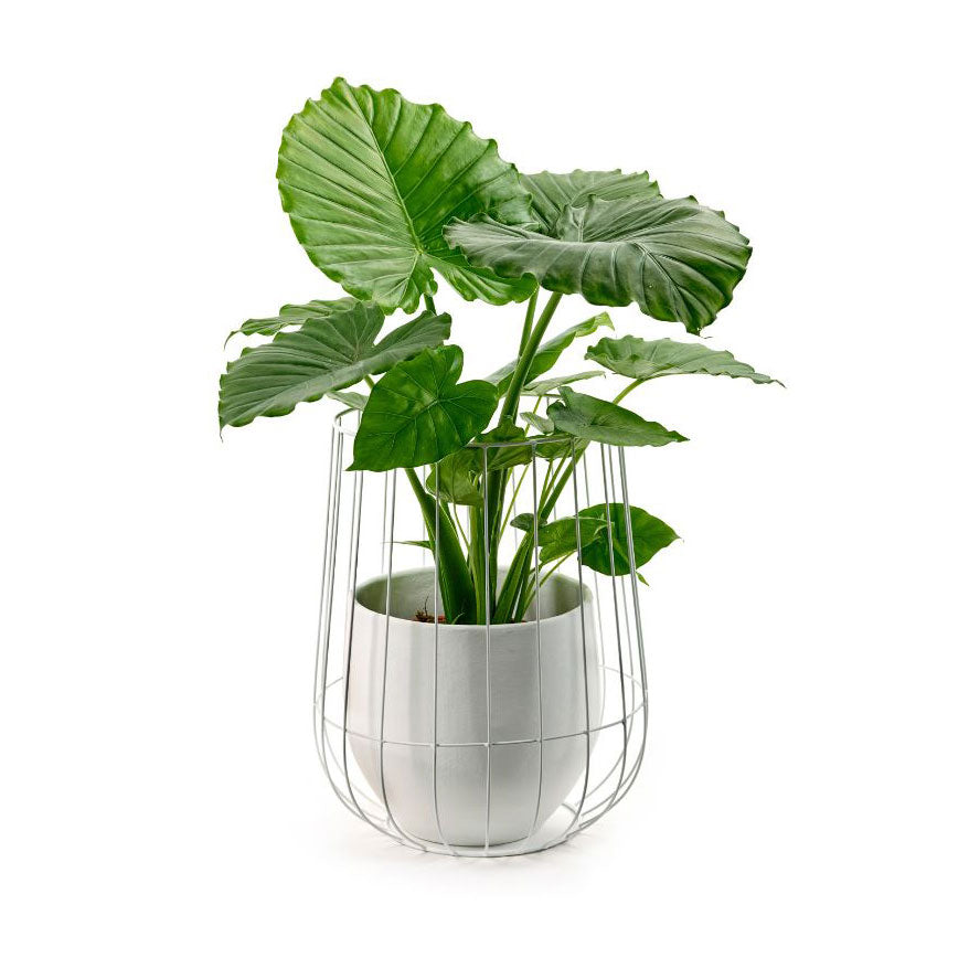 Serax - Vaso In Cesto di Ferro Bianco H45 X D37 Cm - B7217050