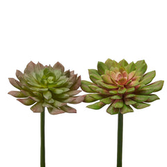 Set 2 Piante di Echeveria Olis H20 D12 CM - Piante Artificiali Effetto Realistico - 232972,75
