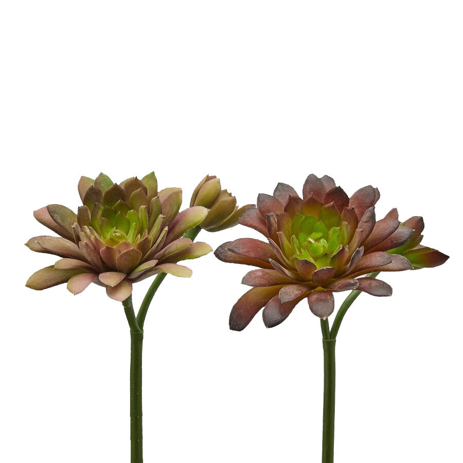 Set 2 Piante di Echeveria Olis con Boccioli H18 CM &ndash; Piante Artificiali Effetto Realistico - 232973,69
