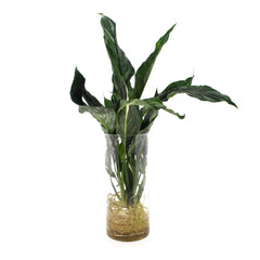 Spathiphyllum Diamond Idroponico in Cilindo di Vetro  - HAR_JLYZ00