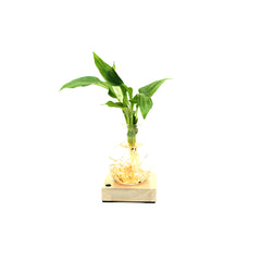 Spatifillo in sfera di vetro su base LED - Spatifillo-sfera-led-1-1