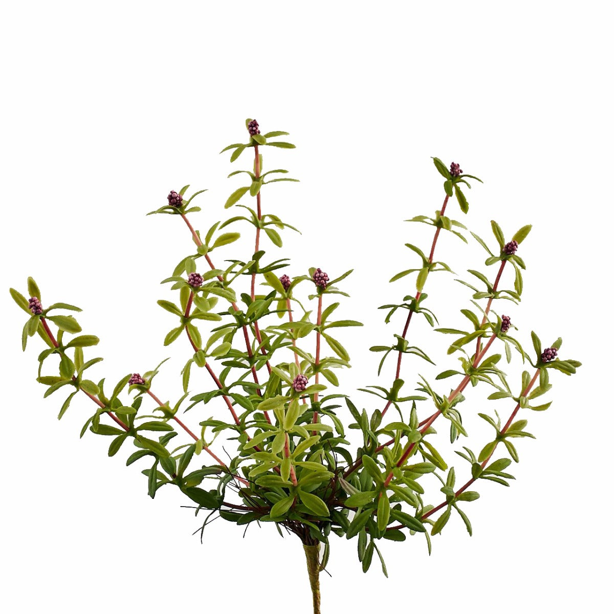 Pianta grassa con fiori finta: piante artificiali di qualità  - 231581,75